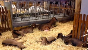 salon-l'agriculture-paris-goats.jpg