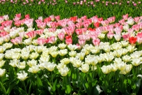 keukenhof_tulips2.jpg